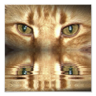 Cat Eyes Foto Afdruk