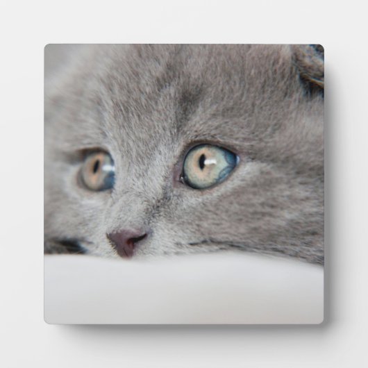Cat Eyes Fotoplaat (Voorkant)