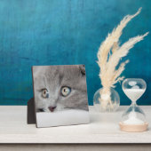 Cat Eyes Fotoplaat (Insitu)