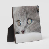 Cat Eyes Fotoplaat (Voorkant)