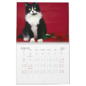 Cat Eyes Kalender (Feb 2026)