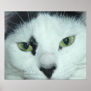 Cat Eyes Poster