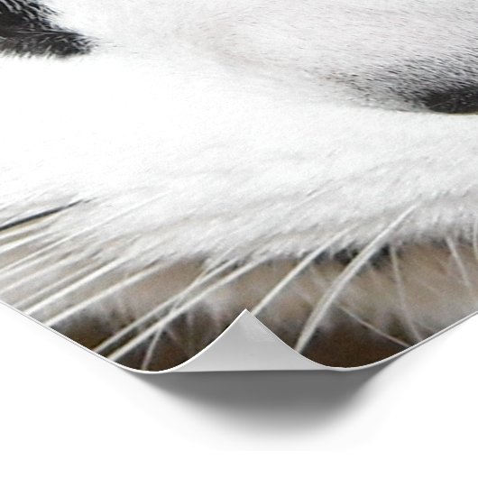 Cat Eyes Poster (Hoek)