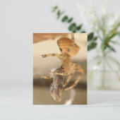 Cat Face Spider die een watje wil Briefkaart (Staand voorkant)