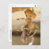 Cat Face Spider die een watje wil Briefkaart (Voorkant / Achterkant)