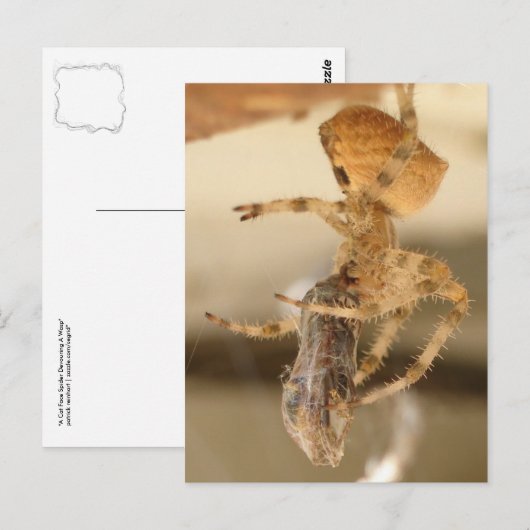 Cat Face Spider die een watje wil Briefkaart (Voorkant / Achterkant)