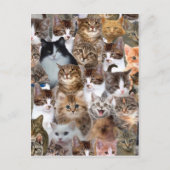 Cat Faces Patroon Briefkaart (Voorkant)