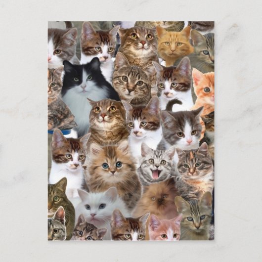 Cat Faces Patroon Briefkaart (Voorkant)