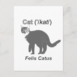 Cat Felis Catus Briefkaart