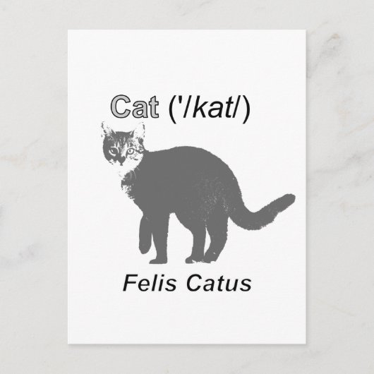 Cat Felis Catus Briefkaart (Voorkant)