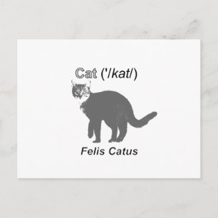 Cat Felis Catus Briefkaart