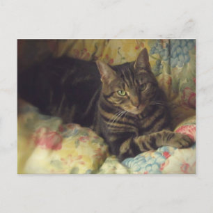 Cat Fine Art Photo Briefkaart