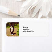 Cat-foto Cat Cute Black en White Tuxedo Cat Etiket (Insitu)