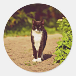 Cat-foto Cat Cute Black en White Tuxedo Cat Ronde Sticker