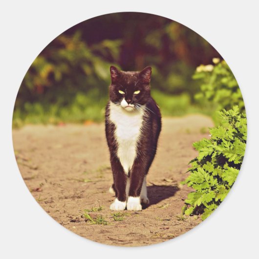Cat-foto Cat Cute Black en White Tuxedo Cat Ronde Sticker (Voorkant)