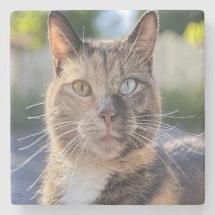 Cat foto toevoegen Aanpassen Stenen Onderzetter