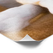 Cat foto's van witte Calico's bevestigen Foto Afdruk (Hoek)