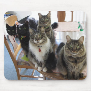 Cat Gang Muismat