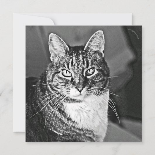 Cat Graphics van Miriam Kilmer van risingdove.com (Achterkant)