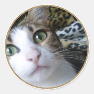 Cat Green Eyes - ronde sticker