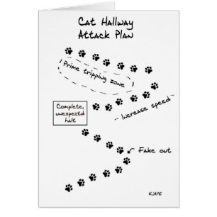 Cat Hallway Attack Plan