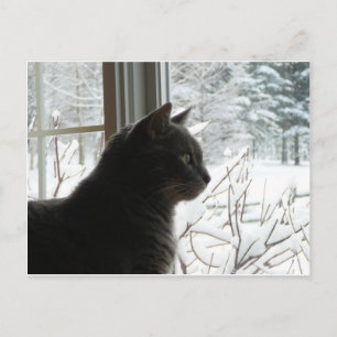 Cat in winter briefkaart