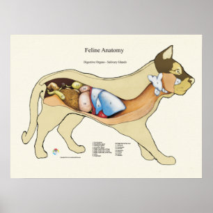 Cat Internal Digestive Anatomve Veterinary Chart Poster