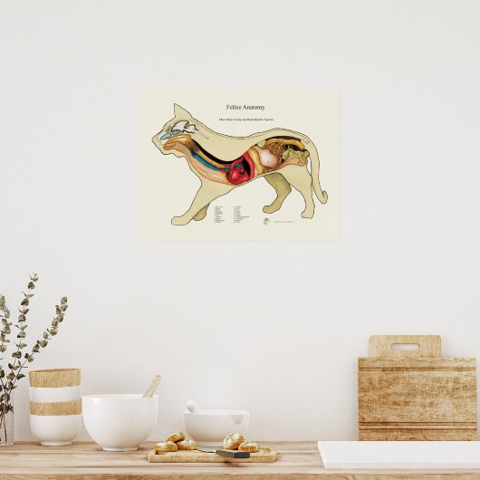 Cat Internal Organ Anatoman Veterinary Chart Poster (Keuken)