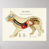 Cat Internal Organ Anatoman Veterinary Chart Poster (Voorkant)