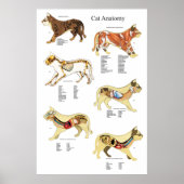 Cat Internal Organ Anatoman Veterinary Chart Poster (Voorkant)