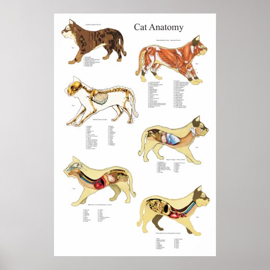 Cat Internal Organ Anatoman Veterinary Chart Poster (Voorkant)