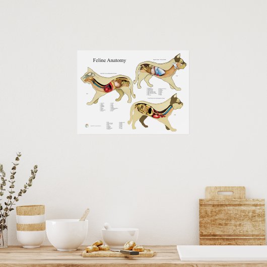 Cat Internal Organ Anatoman Veterinary Chart Poster (Keuken)