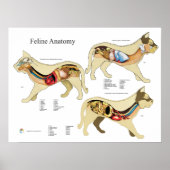 Cat Internal Organ Anatoman Veterinary Chart Poster (Voorkant)