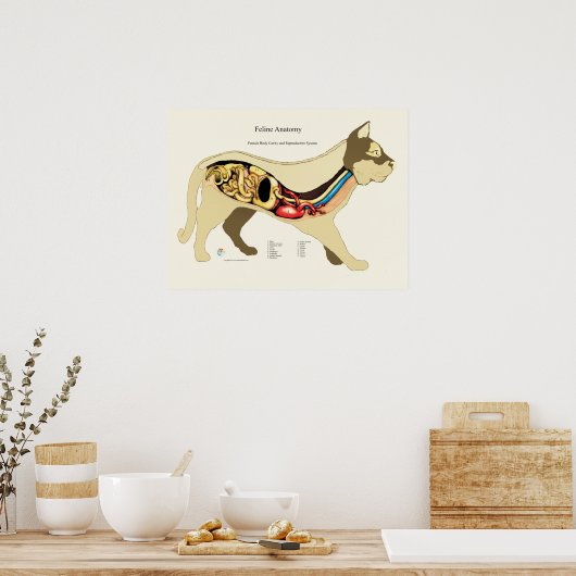 Cat Internal Vrouw Anatome Veterinary Chart Poster (Keuken)