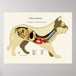 Cat Internal Vrouw Anatome Veterinary Chart Poster