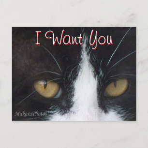 Cat Invitation Briefkaart - elke gelegenheid aanpa