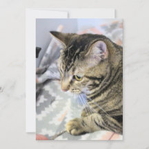Cat Jigzaag Puzzle Briefkaart