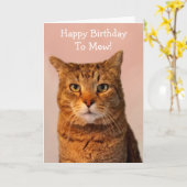 Cat Jokes Funny Birthday Kaart (Gele Bloem)