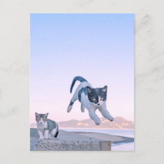 cat jump postcard briefkaart