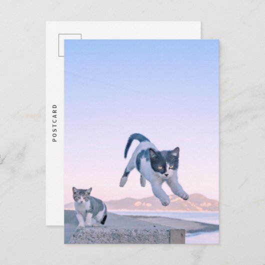 cat jump postcard briefkaart (Voorkant / Achterkant)