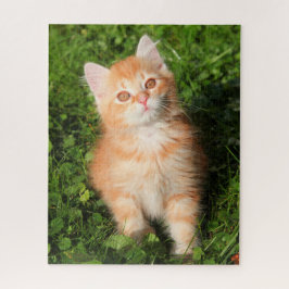 Cat Kitten, een Sinaasappel tablet met fluffy Legpuzzel