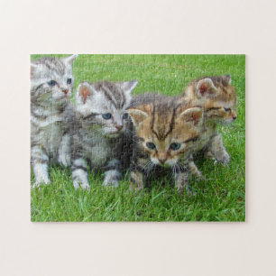 Cat Kitten Fotografie Animal Pic Cat Fotograaf Legpuzzel