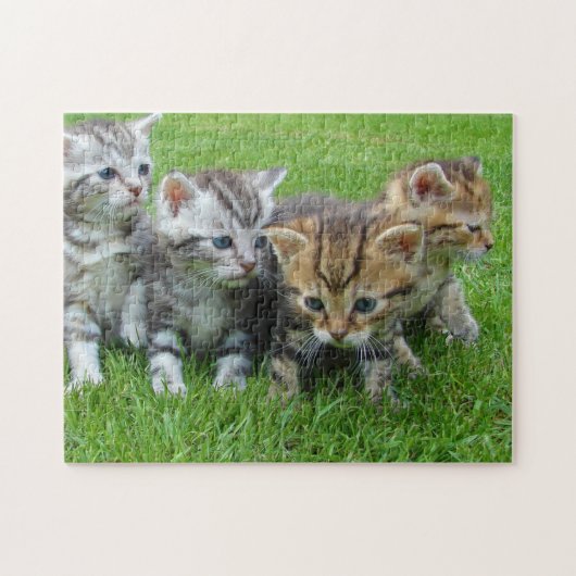 Cat Kitten Fotografie Animal Pic Cat Fotograaf Legpuzzel (Horizontaal)