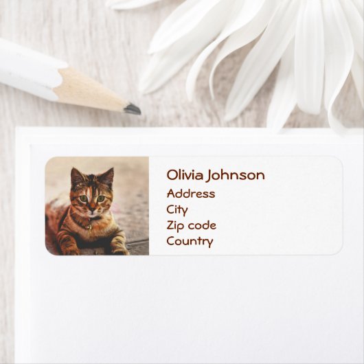 Cat Kitten Kat Pet Etiket (Insitu)