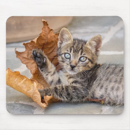 Cat Kitten met een lul Muismat (Voorkant)