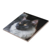 Cat Kitten Rag Doll Kitty Cat Cat Cute Photo Tegeltje (Zijkant)