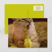 Cat krijgt dinosaur Briefkaart (Voorkant / Achterkant)