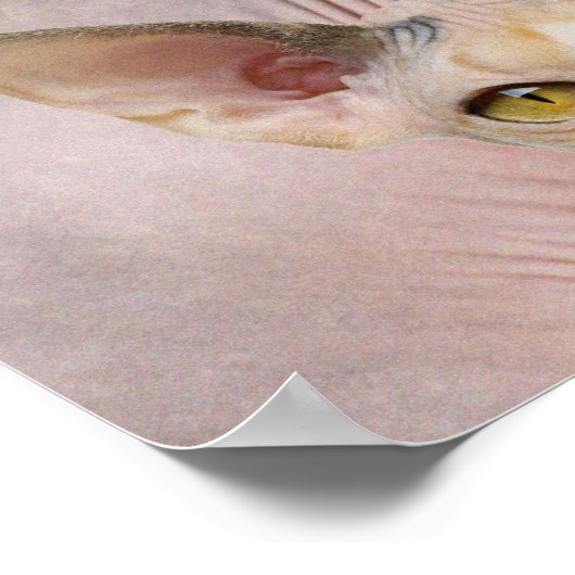 Cat Lady Poster (Hoek)