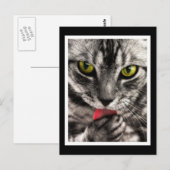 Cat Lick Briefkaart (Voorkant / Achterkant)