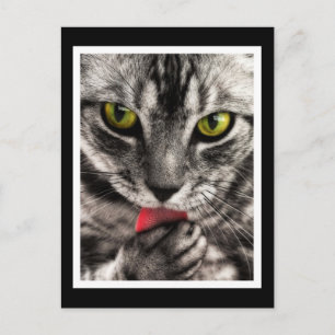 Cat Lick Briefkaart
